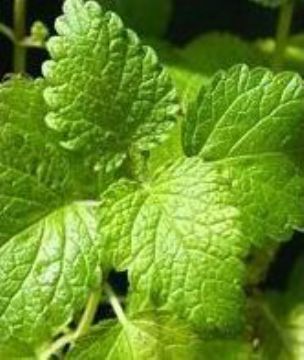 Sell Lemon Balm Extract/ Melissa Officinalis /Rosmarinic Acid